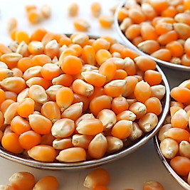 MISIR (Pat  Darı/Cin Mısır Patlatmalık