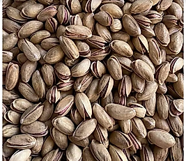 ANTEP FISTIK ANA ÇITLAK (BOZ ANTEP)